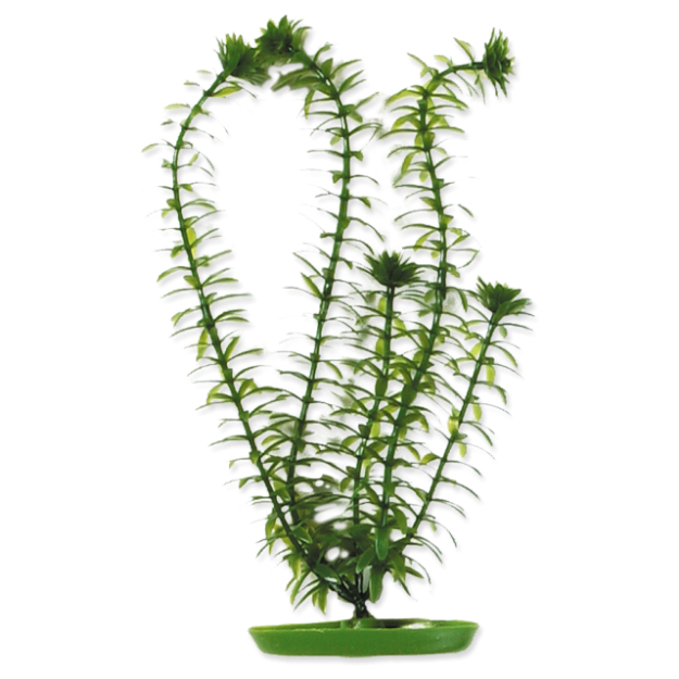Rostlina MARINA Anacharis 13 cm